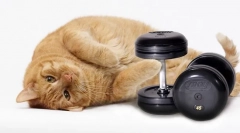 Jak zhubnout kočka?